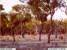 Wildlife surveys -  a passing mob of kangaroos